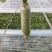 蔬菜