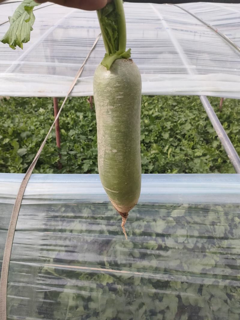 蔬菜