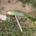 蔬菜