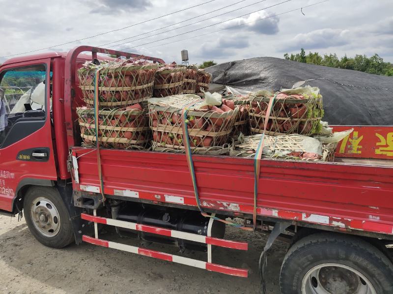 欧石竹，石竹花，四川欧石竹价格，成都欧石竹批发