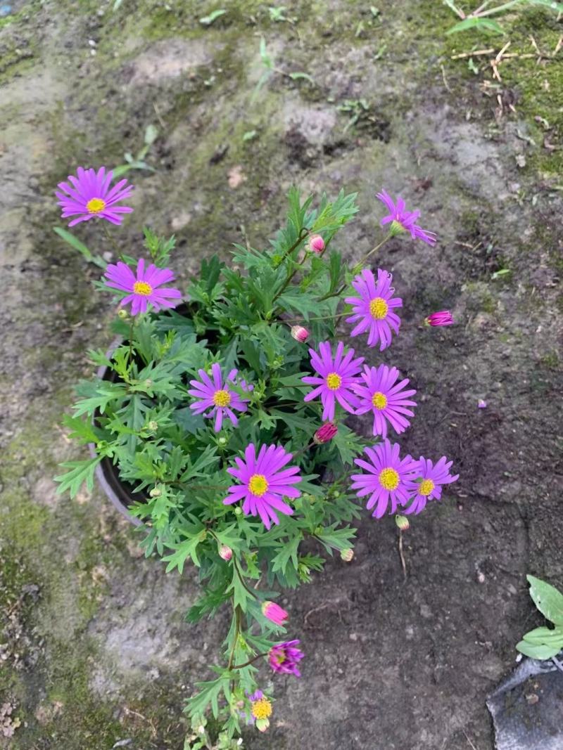 姬小菊，紫色小菊花，四川姬小菊价格，成都姬小菊批发