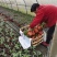 姬小菊，紫色小菊花，四川姬小菊价格，成都姬小菊批发