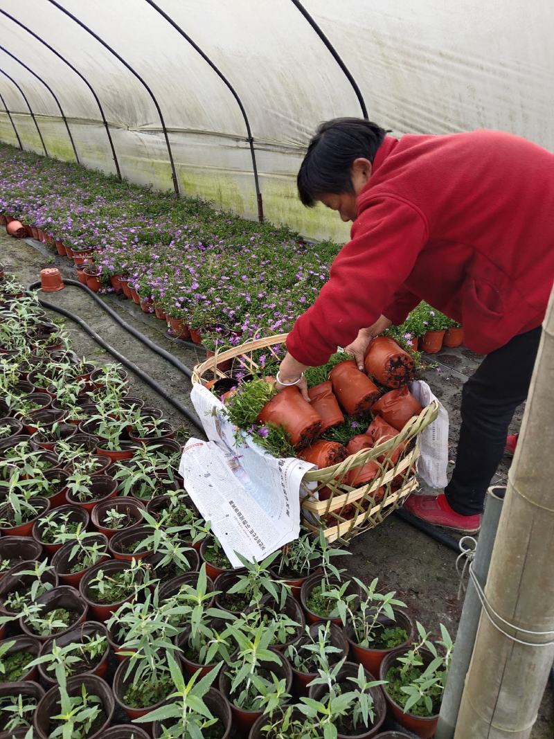 姬小菊，紫色小菊花，四川姬小菊价格，成都姬小菊批发