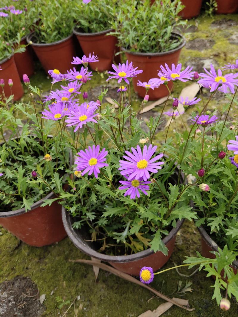 姬小菊，紫色小菊花，四川姬小菊价格，成都姬小菊批发
