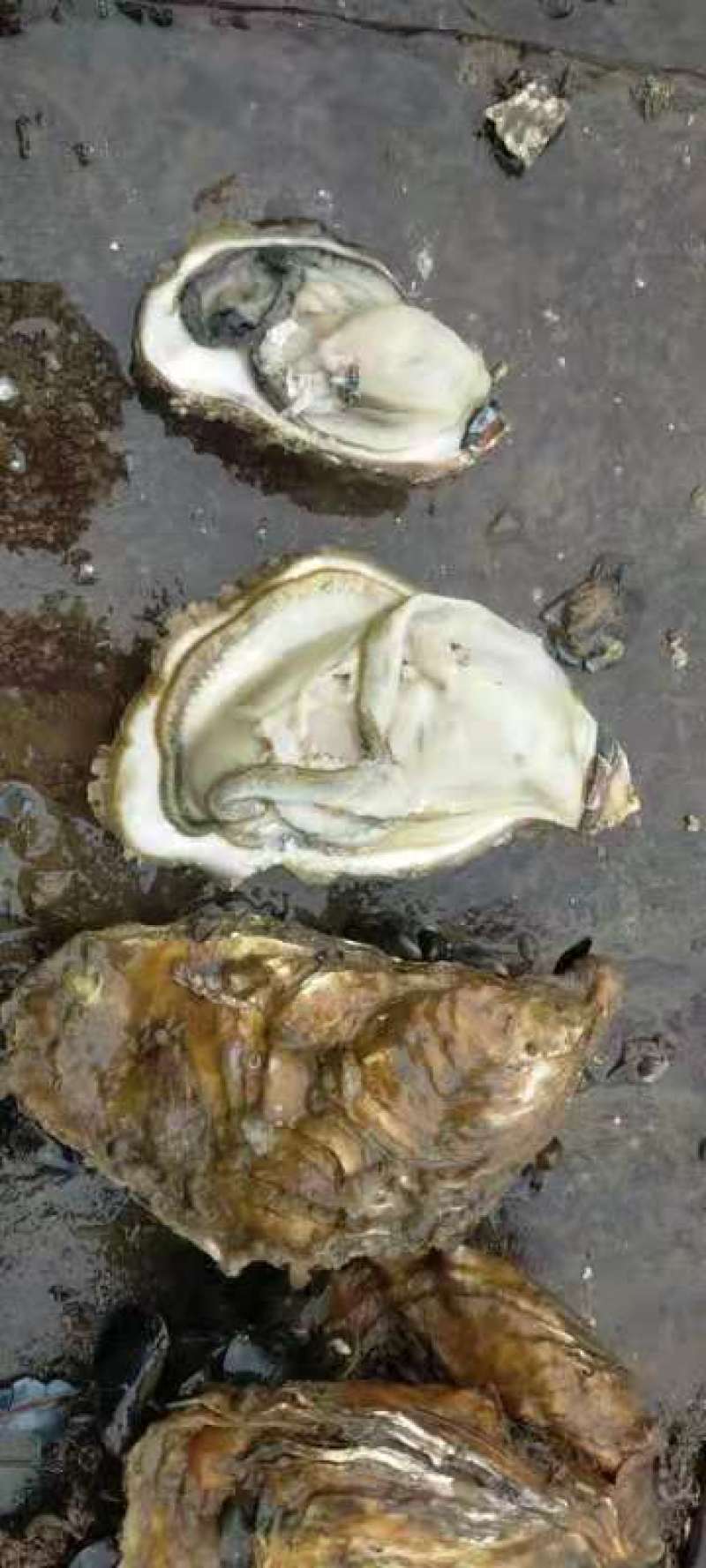 生蚝便宜批发，大量有货。！！！！！！！！！