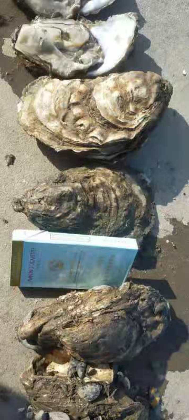 生蚝便宜批发，大量有货。！！！！！！！！！