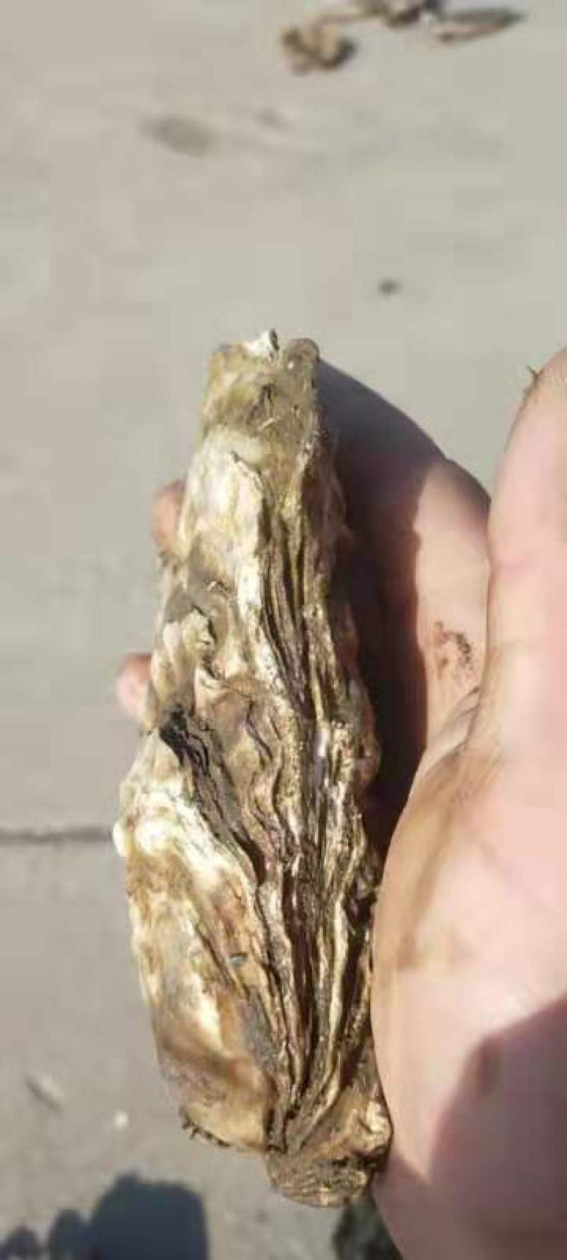 生蚝便宜批发，大量有货。！！！！！！！！！