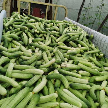 大众蔬菜基地，挣钱你就来。