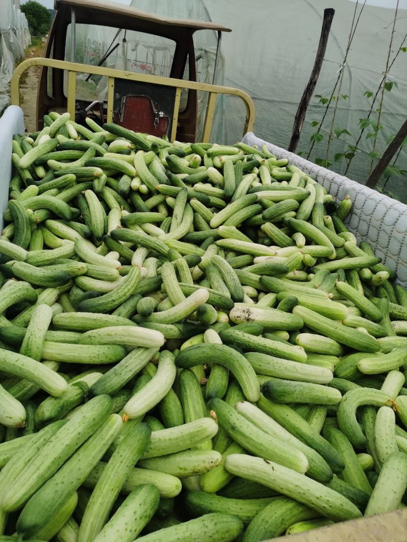 大众蔬菜基地，挣钱你就来。