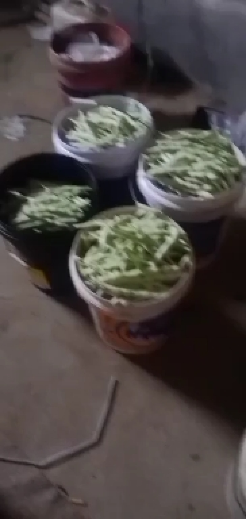 精品芸豆大量供应超市。市场。小贩