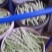 精品芸豆大量供应超市。市场。小贩