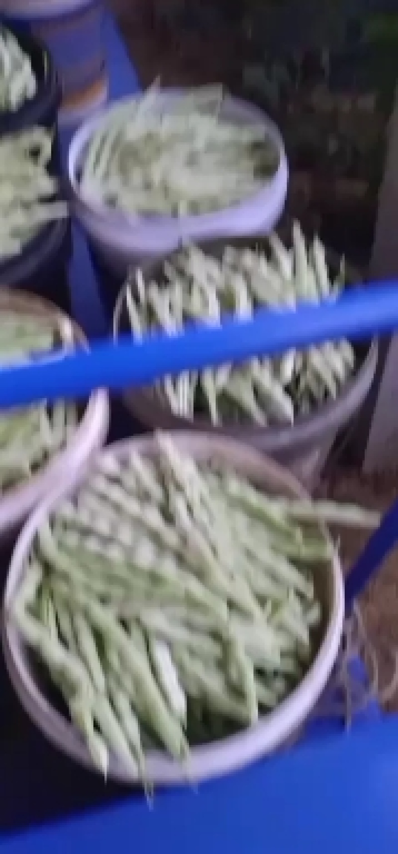 精品芸豆大量供应超市。市场。小贩