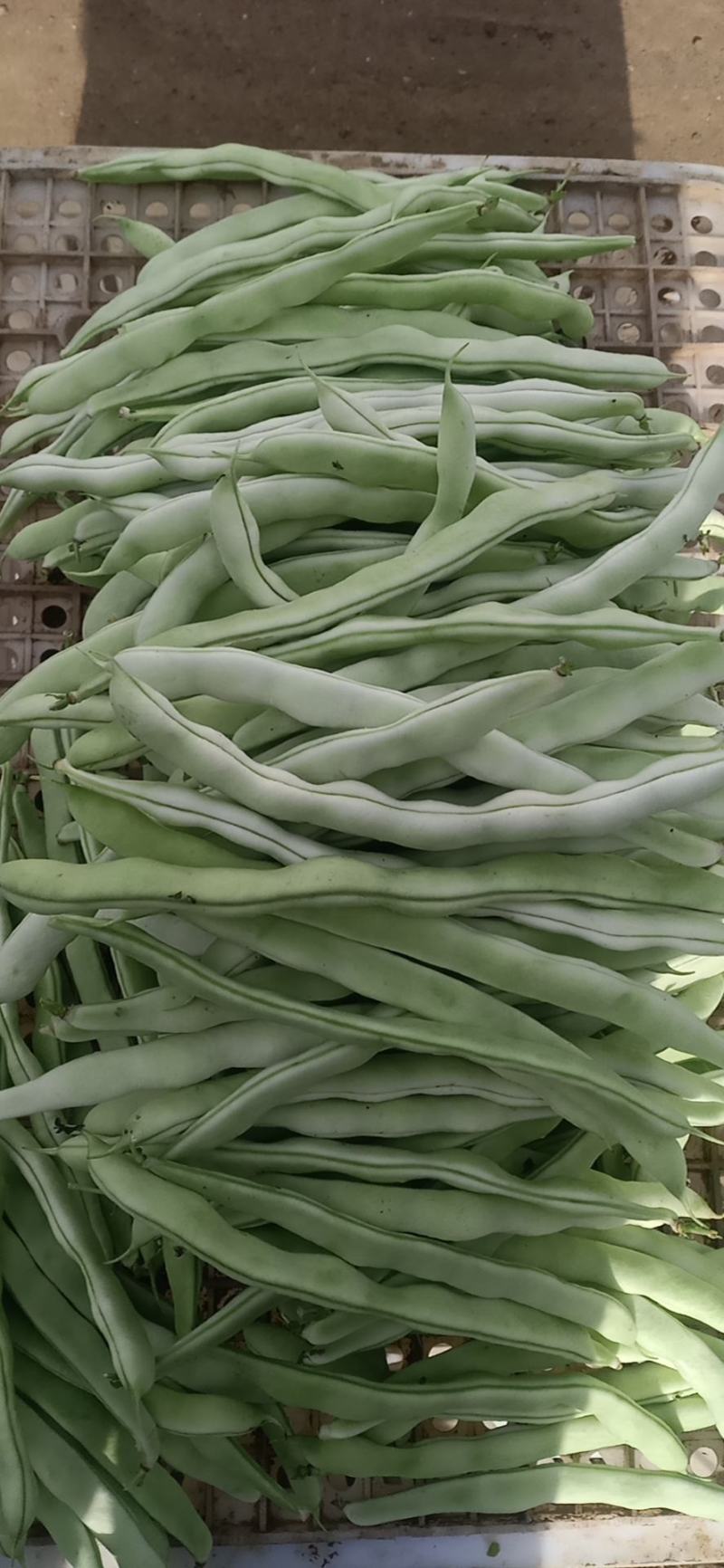精品芸豆大量供应超市。市场。小贩