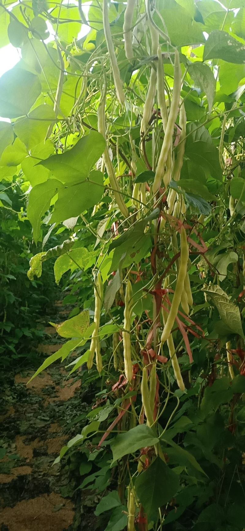 精品芸豆大量供应超市。市场。小贩