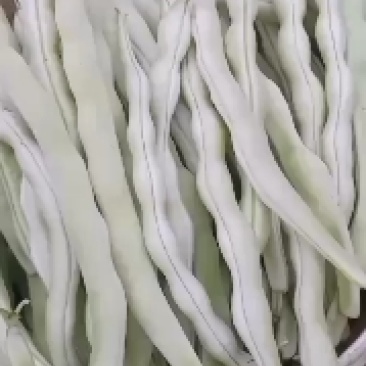 精品芸豆大量供应超市。市场。小贩