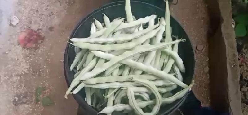 精品芸豆大量供应超市。市场。小贩