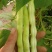 精品芸豆大量供应超市。市场。小贩