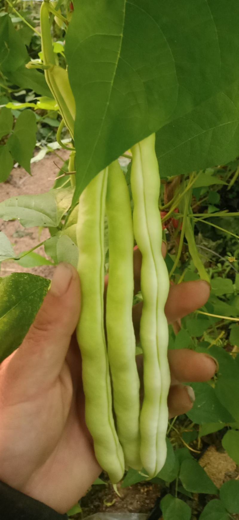 精品芸豆大量供应超市。市场。小贩