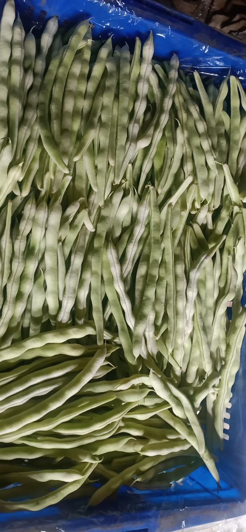 精品芸豆大量供应超市。市场。小贩
