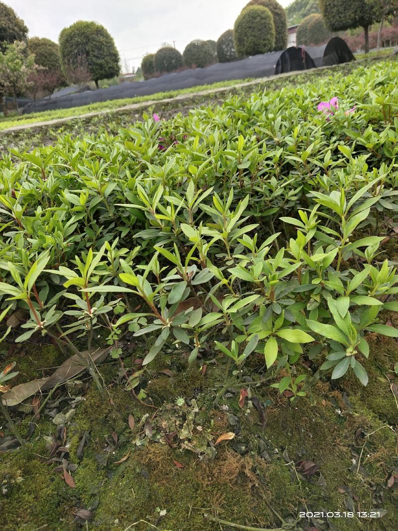 毛鹃，锦绣杜鹃，四川毛鹃基地出售，成都毛鹃批发价格