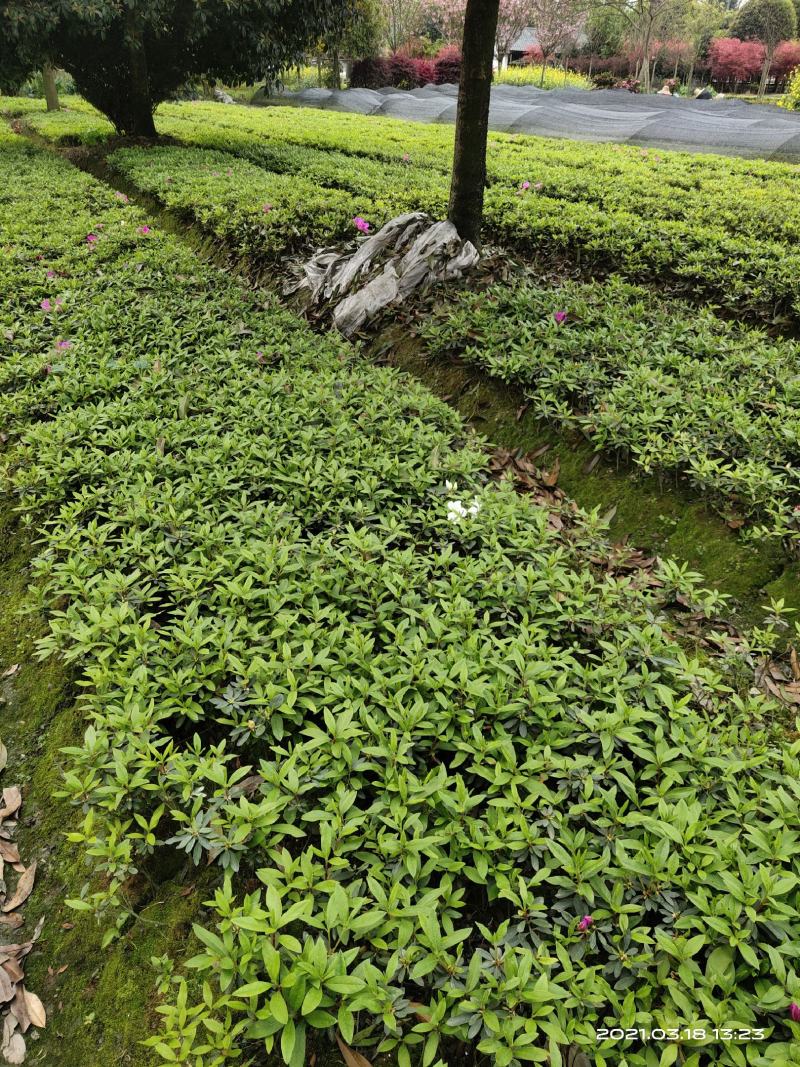 毛鹃，锦绣杜鹃，四川毛鹃基地出售，成都毛鹃批发价格