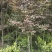 红叶李，紫叶李，四川红叶李基地出售，成都红叶李批发价格