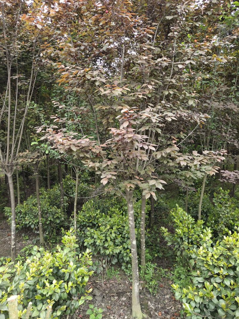 红叶李，紫叶李，四川红叶李基地出售，成都红叶李批发价格