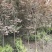 红叶李，紫叶李，四川红叶李基地出售，成都红叶李批发价格