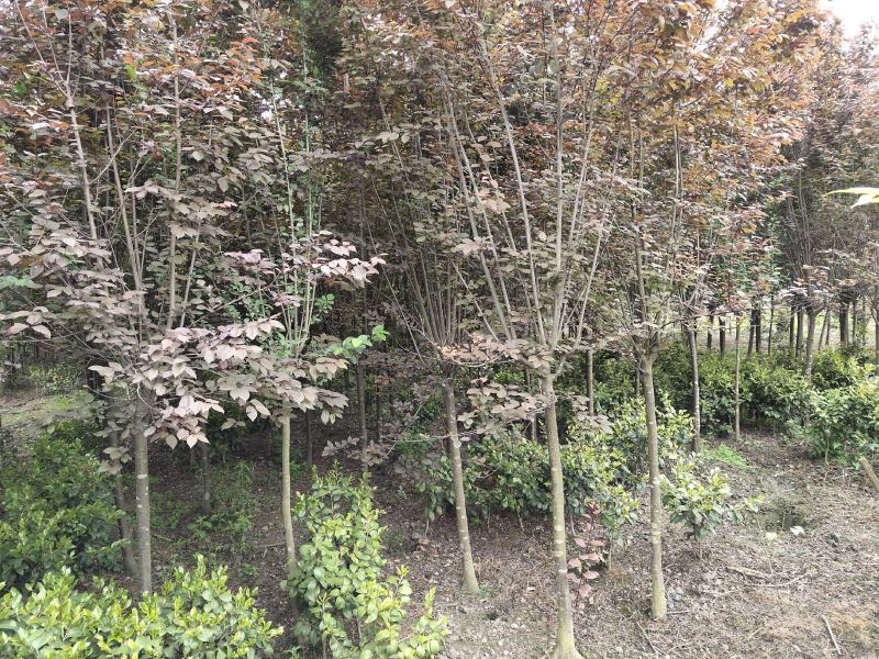 红叶李，紫叶李，四川红叶李基地出售，成都红叶李批发价格