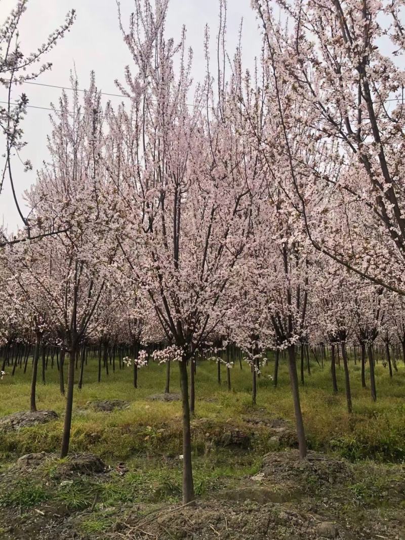 红叶李，紫叶李，四川红叶李基地出售，成都红叶李批发价格