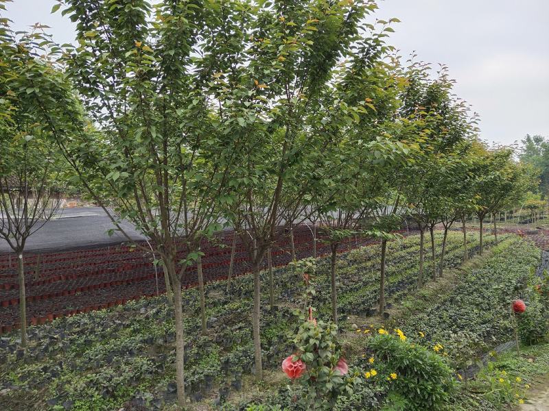 樱花，日本晚樱，四川樱花基地出售，成都樱花批发价格