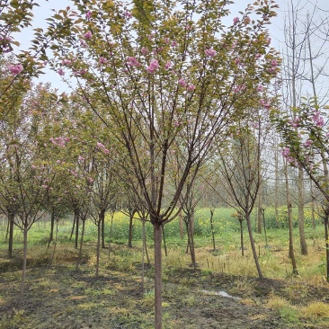 樱花，日本晚樱，四川樱花基地出售，成都樱花批发价格