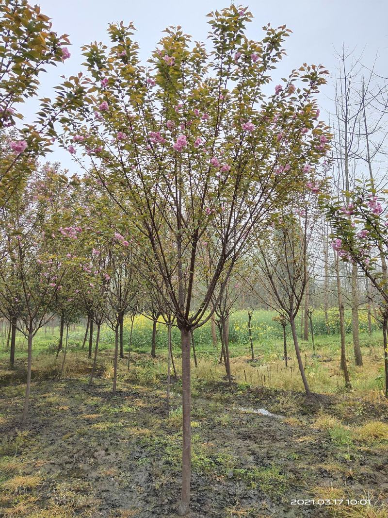 樱花，日本晚樱，四川樱花基地出售，成都樱花批发价格