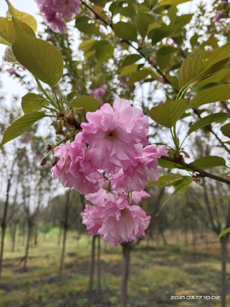 樱花，日本晚樱，四川樱花基地出售，成都樱花批发价格