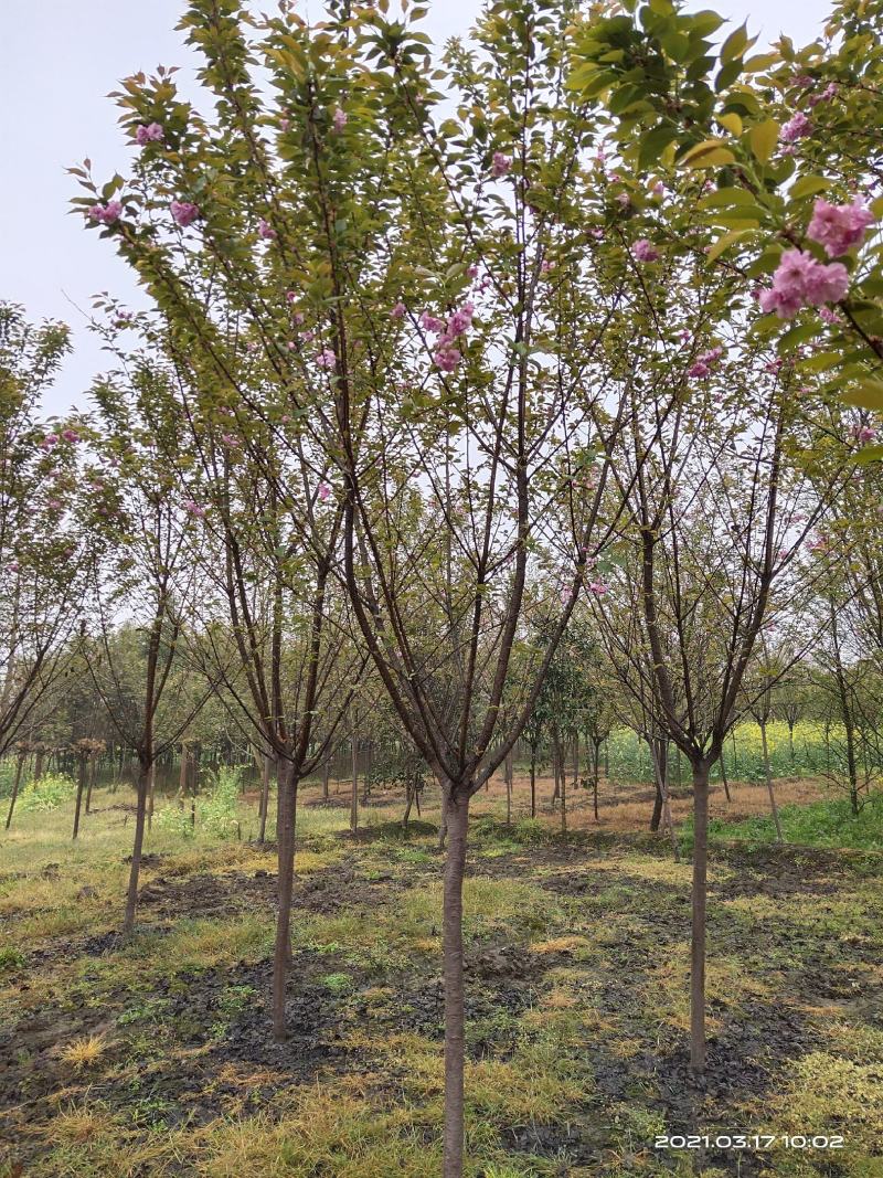 樱花，日本晚樱，四川樱花基地出售，成都樱花批发价格