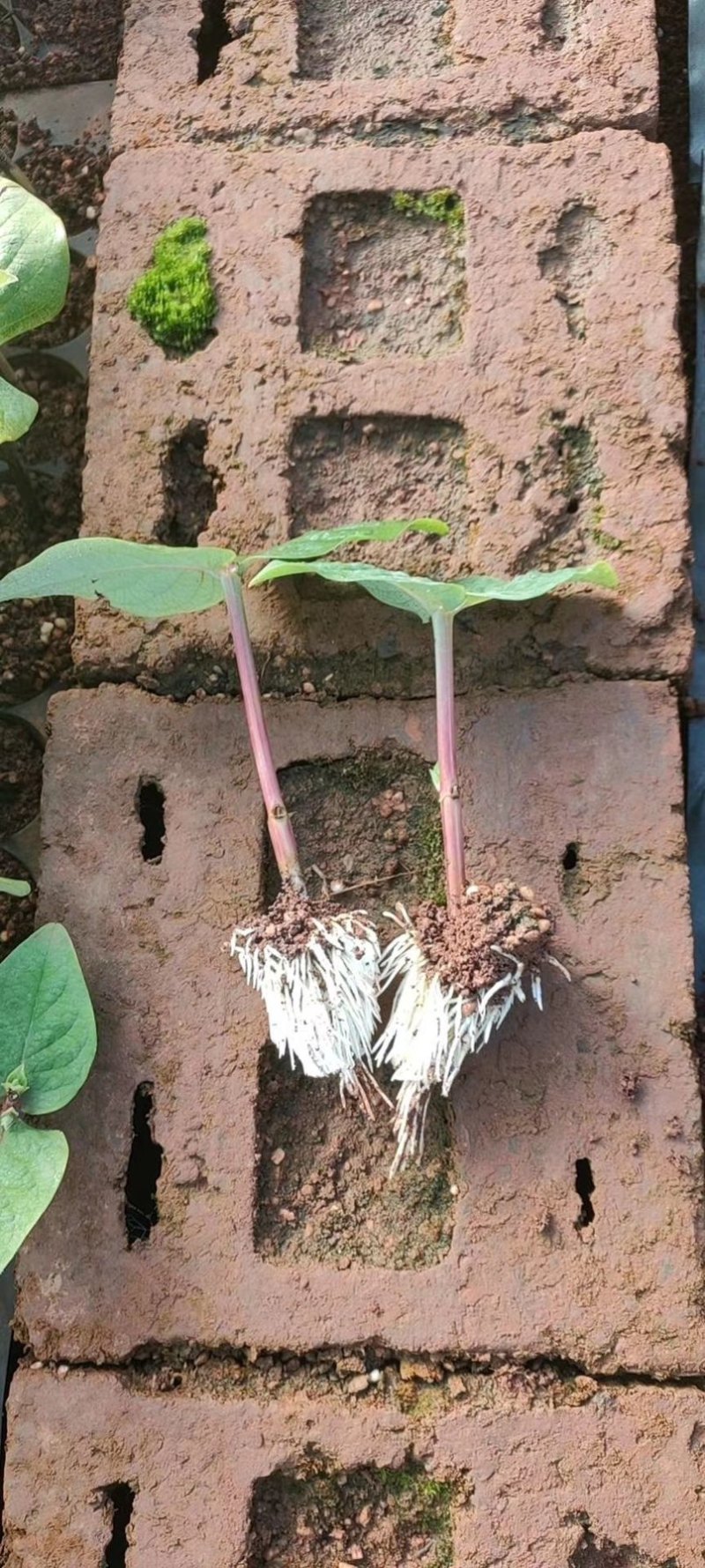 火龙珠苗相思豆情人果水晶果大红果花苗穴盘苗