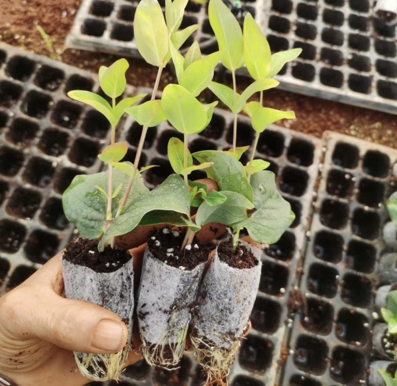 火龙珠苗相思豆情人果水晶果大红果花苗穴盘苗