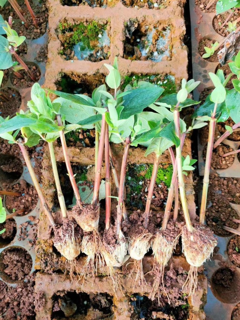 火龙珠苗相思豆情人果水晶果大红果花苗穴盘苗