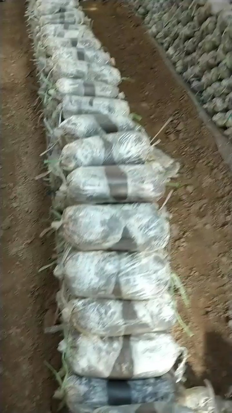 灵芝菌棒开口就可以出灵芝成活率高产地直销量大从优技术指导