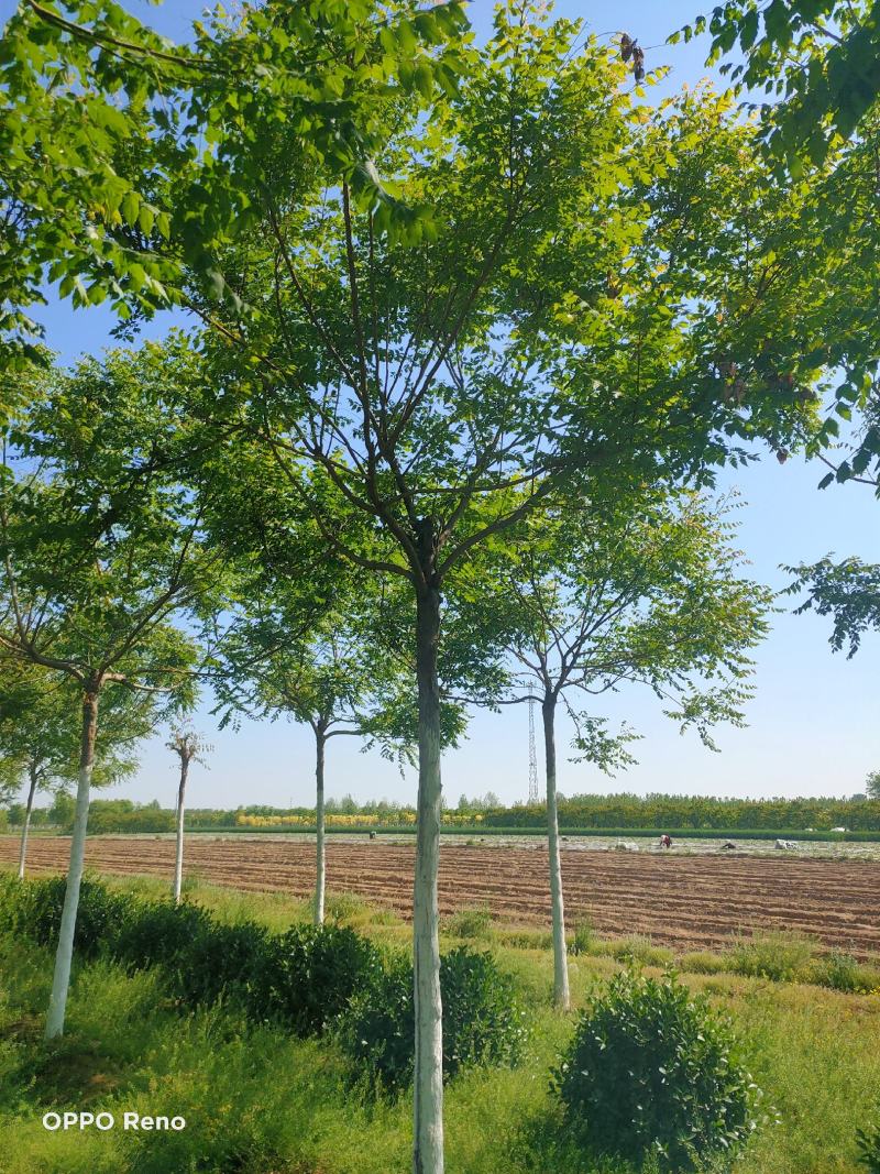 河北保定栾树8-12公分栾树质量一级