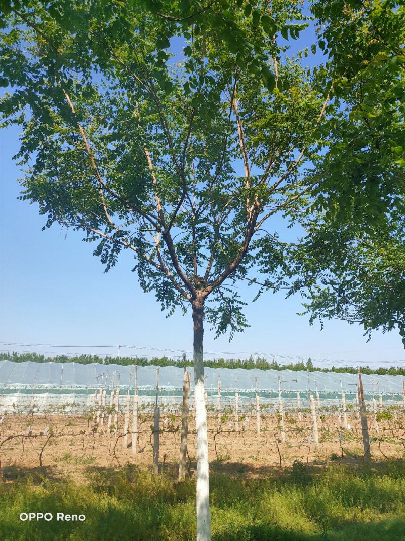 河北保定栾树8-12公分栾树质量一级