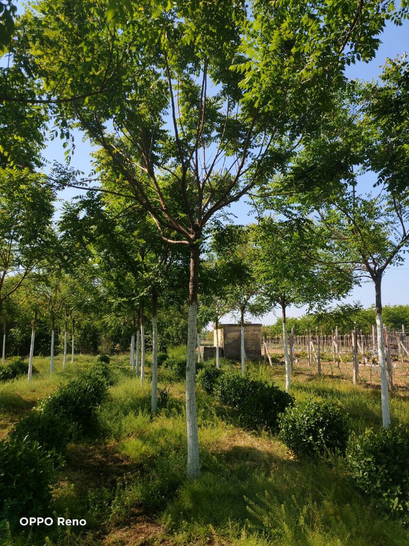河北保定栾树8-12公分栾树质量一级