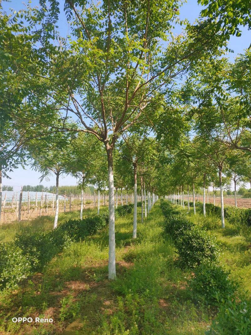 河北保定栾树8-12公分栾树质量一级