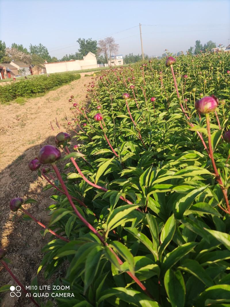观赏芍药切花对版新鲜