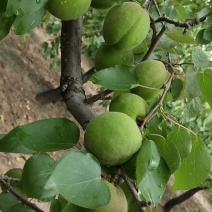 陆地金太阳杏大量青杏