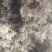 岷当归种子，三年生当归籽，一手货源