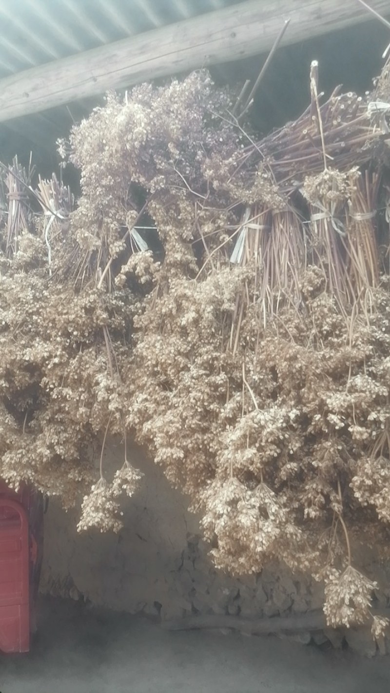 岷当归种子，三年生当归籽，一手货源
