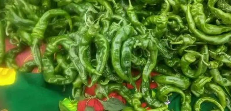 油桃中油16中油18中油4