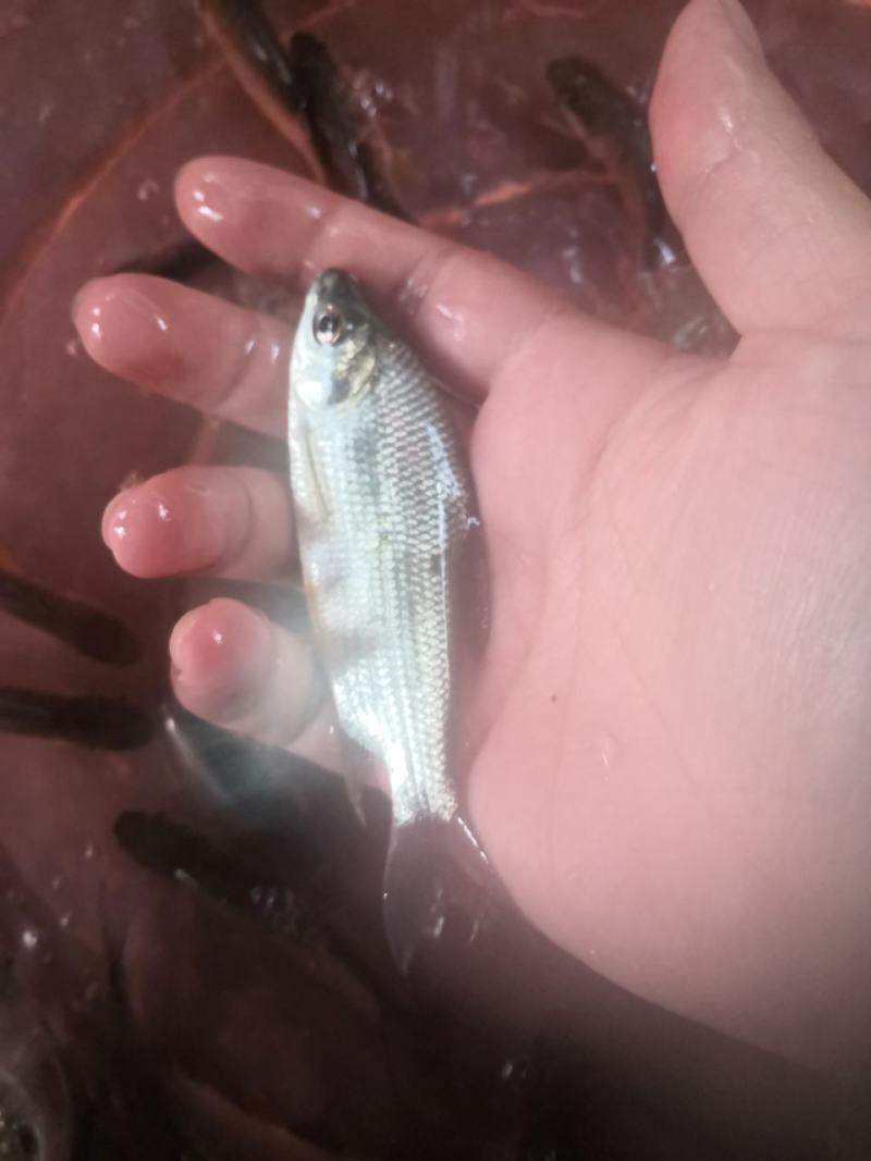 巴西鲷鱼苗，易养行条好活力好。欢迎订购。