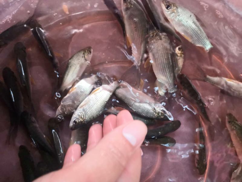 巴西鲷鱼苗，易养行条好活力好。欢迎订购。